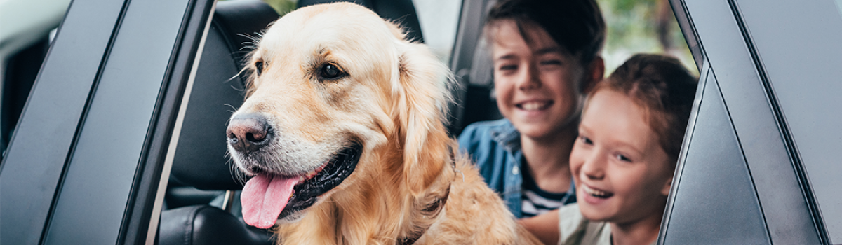 Waar moet je op letten als je hond mee gaat in de auto?