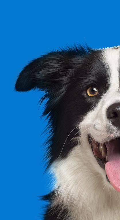 hondje