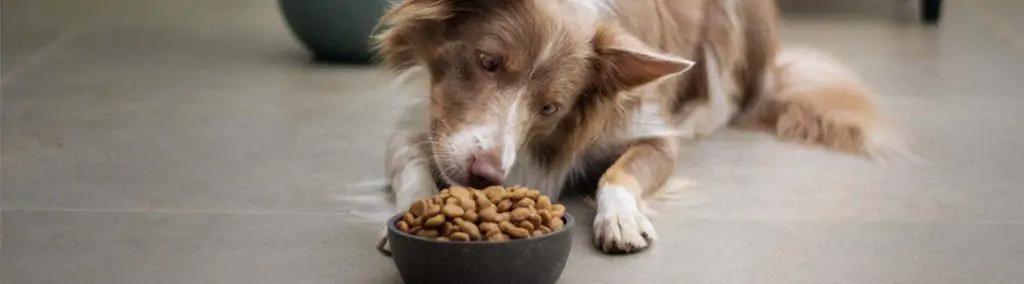 Ontleden bladeren strand Is graanvrij hondenvoer zoveel beter? - Voorkom vermissing en registreer  simpel en veilig je huisdier bij PetBase - Voor hond kat en andere dieren  met een chip