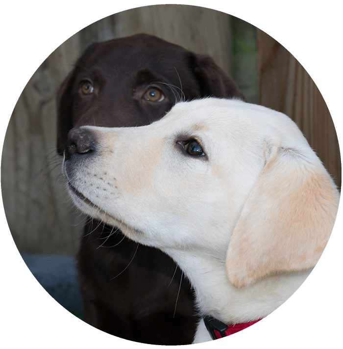 honden registratie