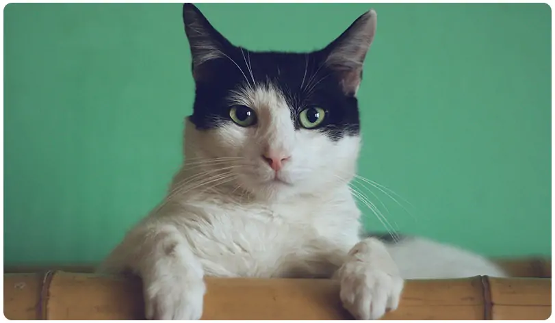 naam katten