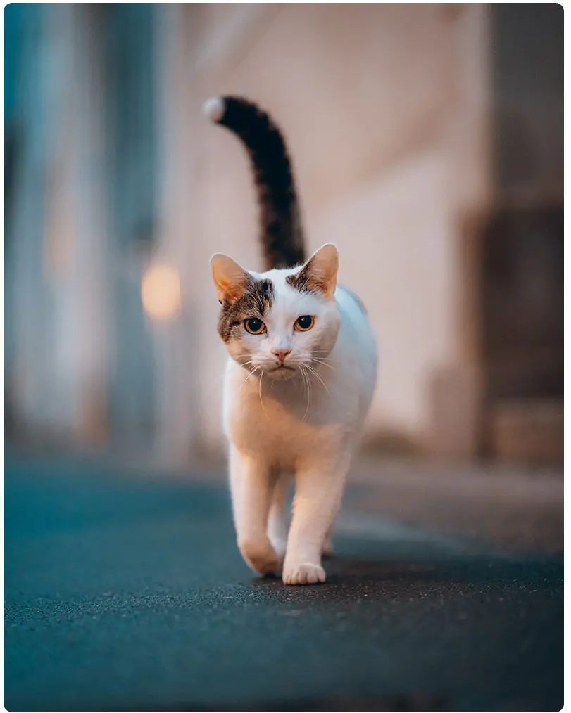 Naam katten