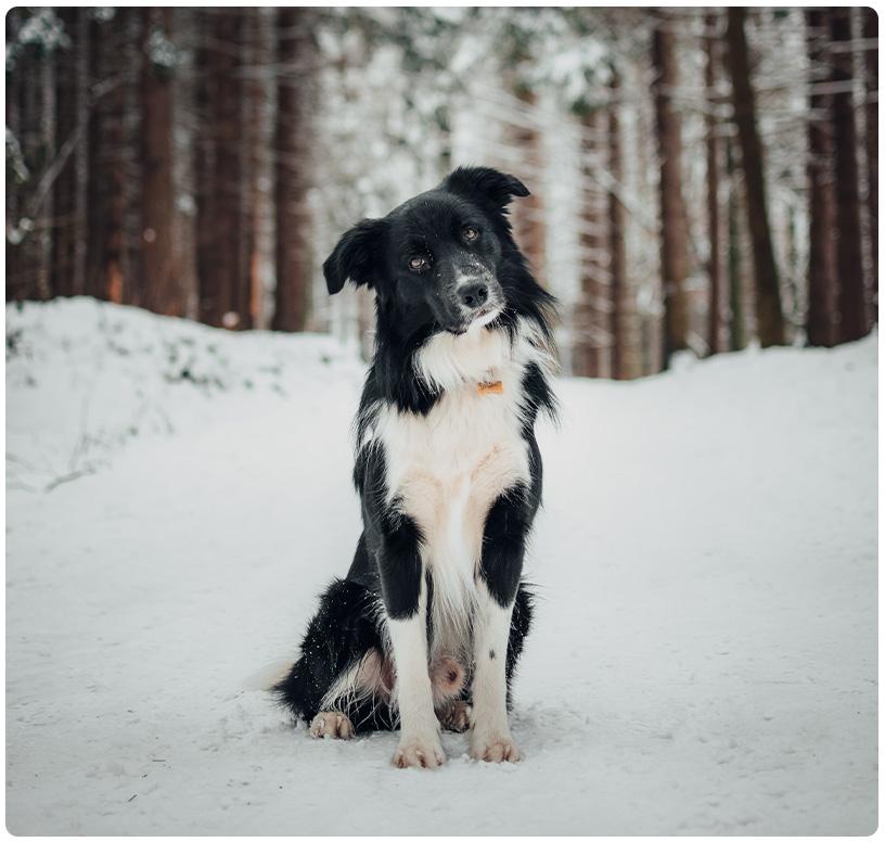 Hond mee op wintersport