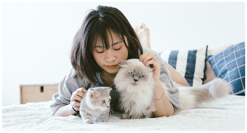 katten chippen en registreren