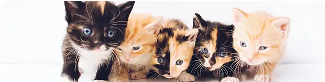 gen chrysant Rechthoek Het gevaar van gratis kittens - PetBase nieuws