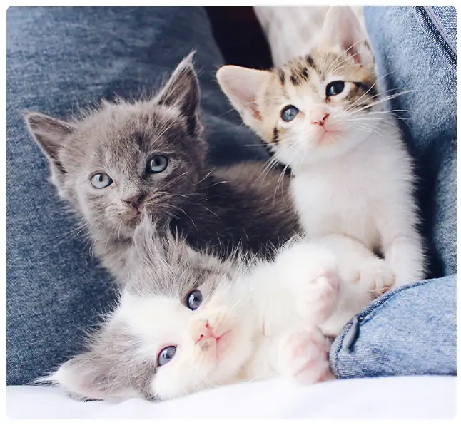 gen chrysant Rechthoek Het gevaar van gratis kittens - PetBase nieuws