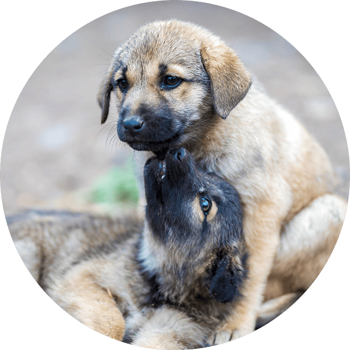 honden fokker