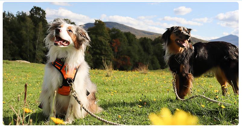 mentale gezondheid hond