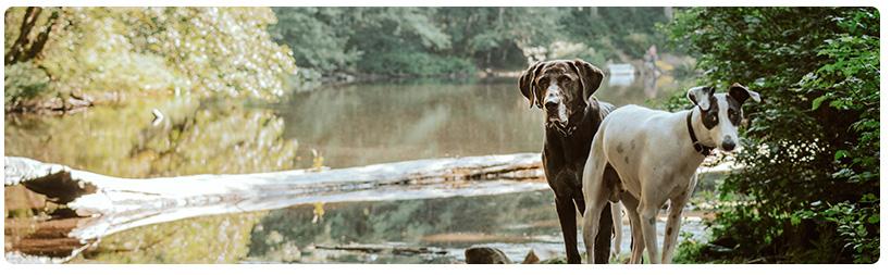 reukvermogen hond