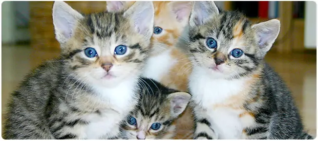 Gevaar gratis kittens
