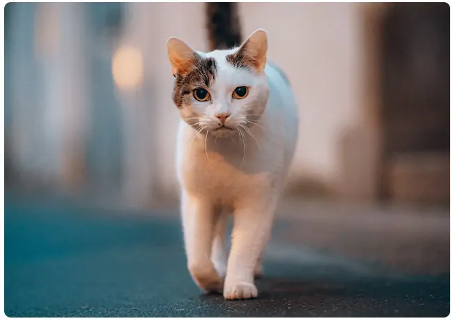 Kat vlooien