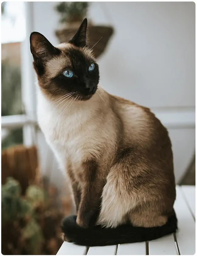 Kat vlooien