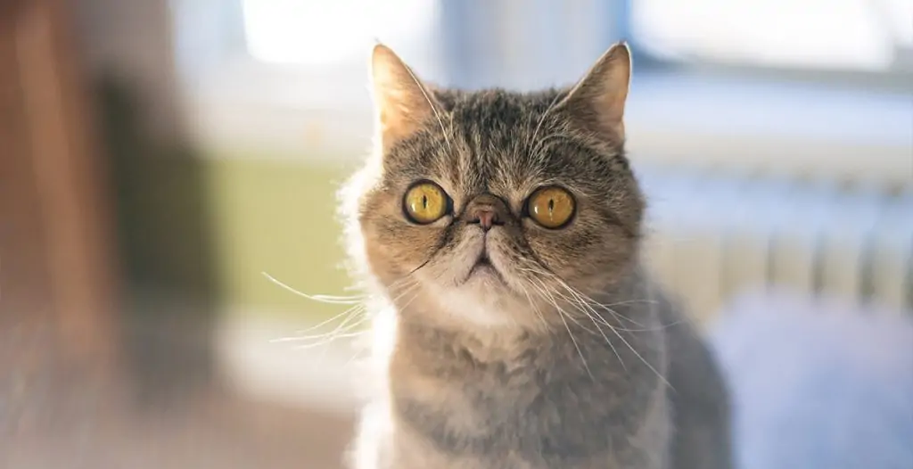 Kattenrassen