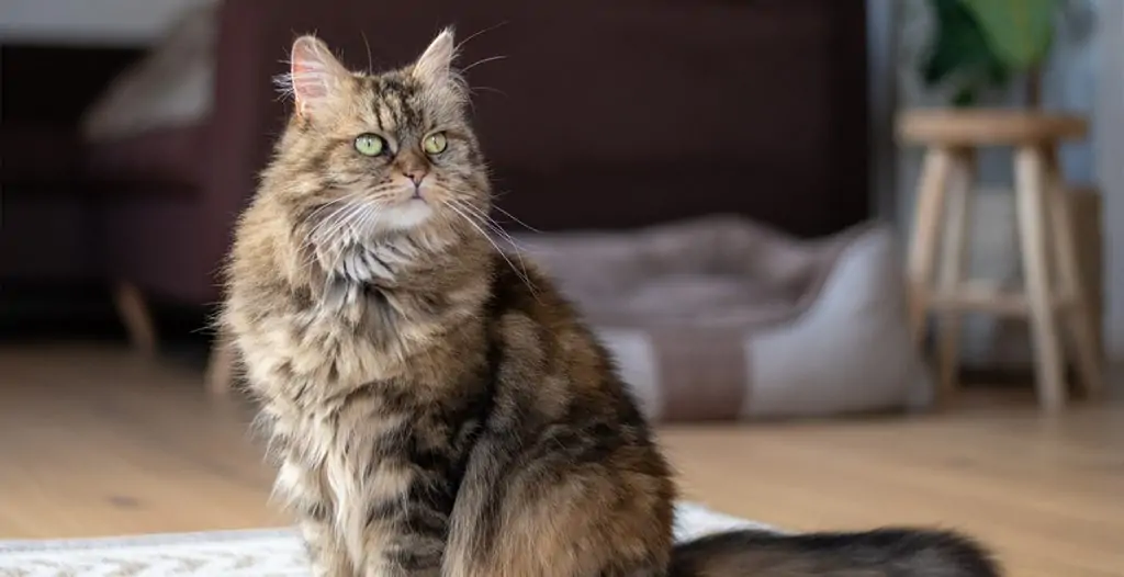 Maine coon