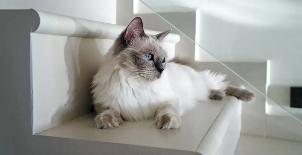 Populairste kattenrassen