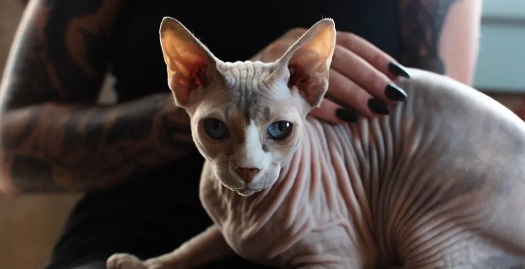Sphynx