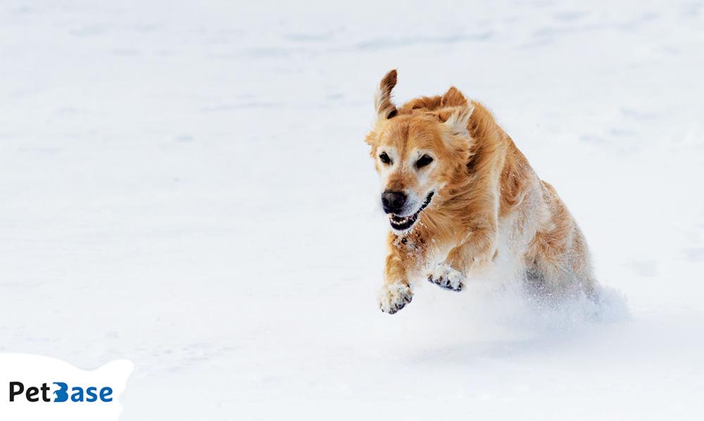 Met je hond op wintersport