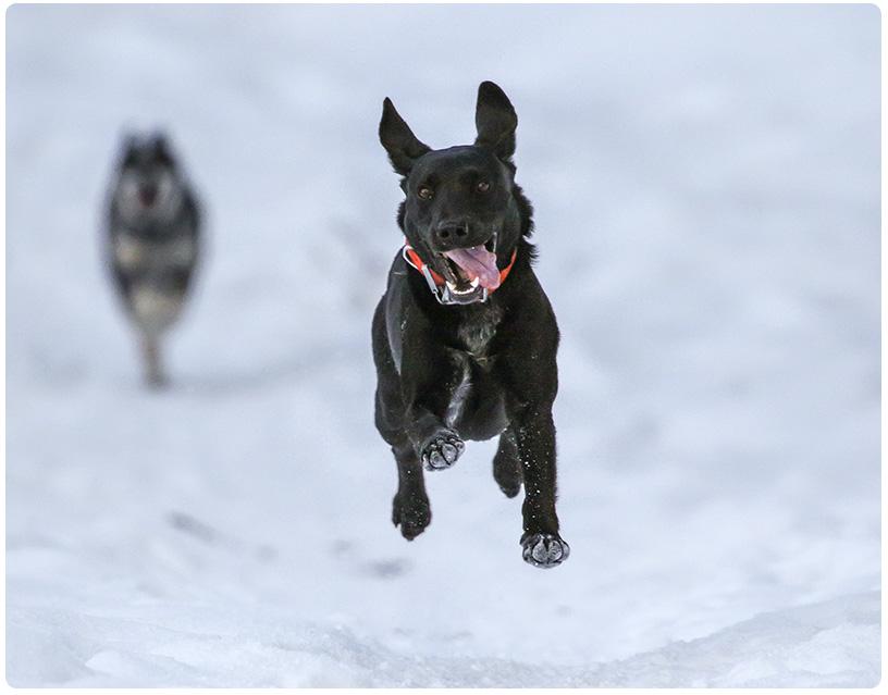 Hond wintersport