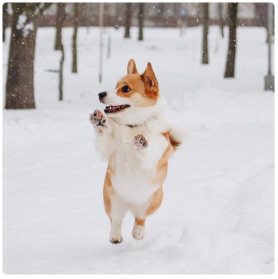Hond wintersport