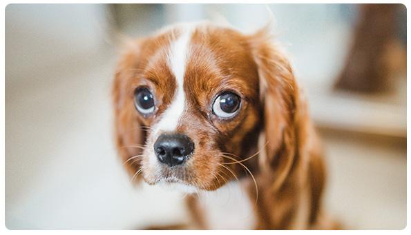 kleuren honden