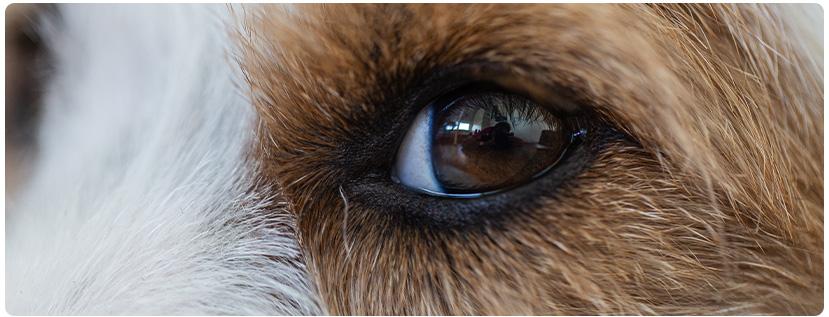 Honden kleuren