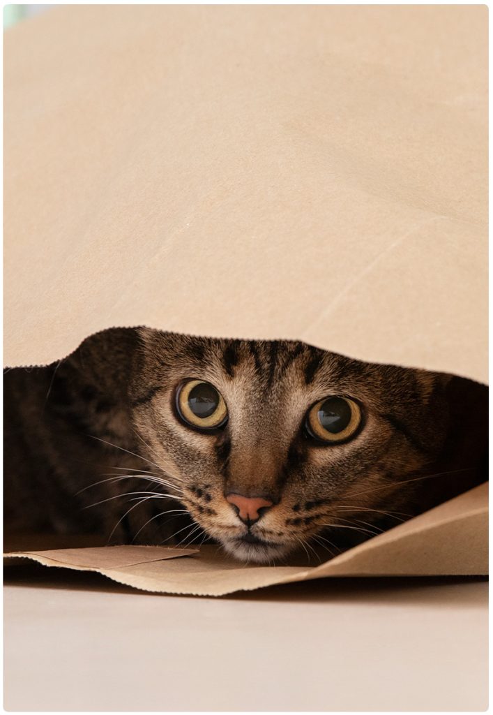 kat registreren
