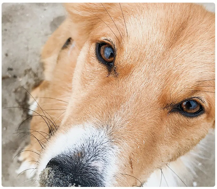 gezantschap Humaan mogelijkheid Hoe honden kleuren waarnemen: Wat eigenaren moeten weten - PetBase nieuws