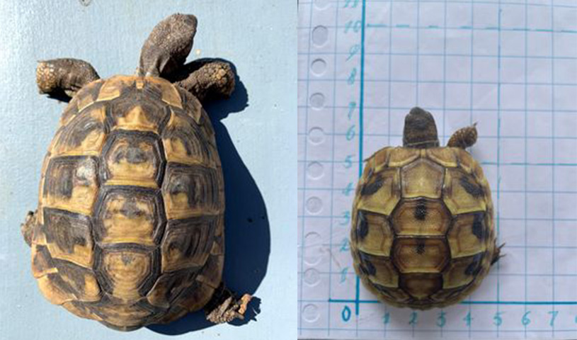 Schildpad registreren