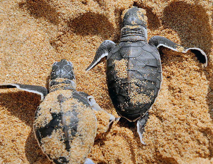 Schildpadden registreren