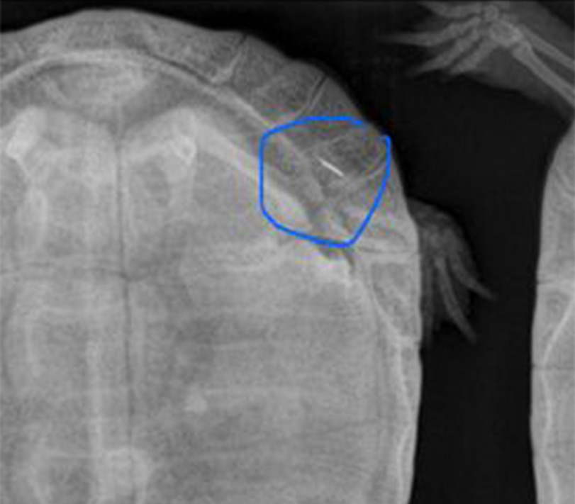 Schildpad registreren