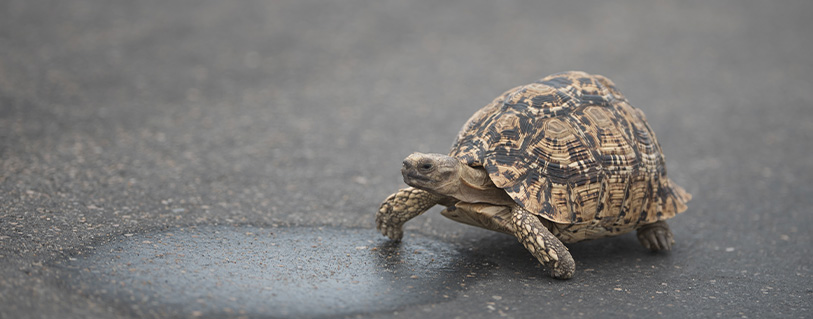 Schildpad chippen en registreren