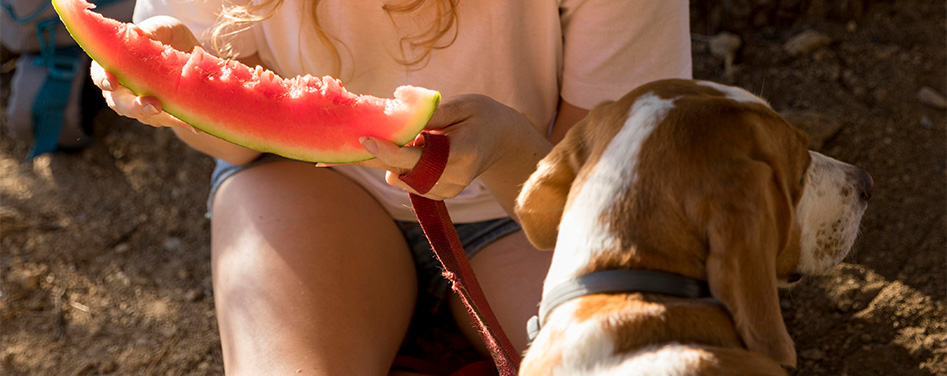 Hond watermeloen