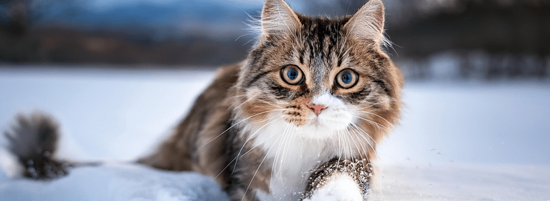 hoe houd je een kat veilig in de winter