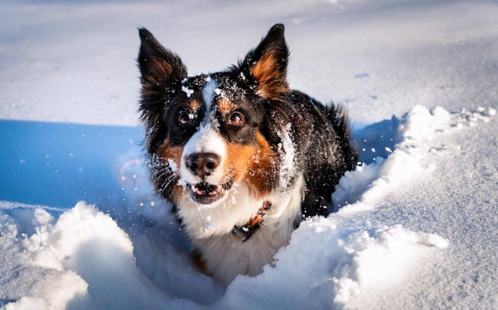 hond in de winter met sneeuw