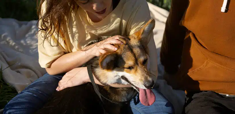 waarom likt een hond zijn baasje