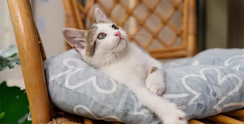 kat laten wennen aan nieuw huis