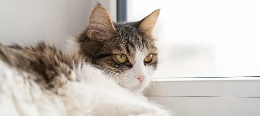 kat laten wennen aan nieuw huis