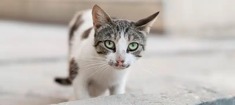 kat laten wennen aan nieuw huis