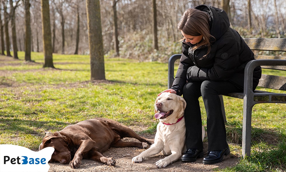 mooiste losloopgebieden Nederland honden