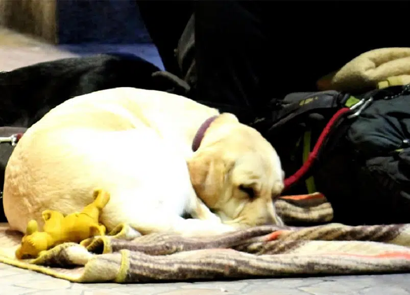 Bendes misbruiken honden voor bedelarij in Europese steden