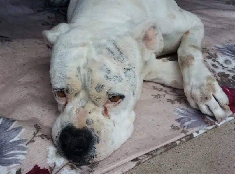 Bendes misbruiken honden voor bedelarij in Europese steden