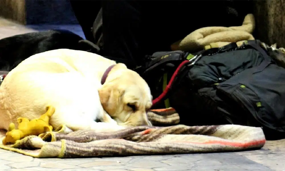 Bendes misbruiken honden voor bedelarij in Europese steden