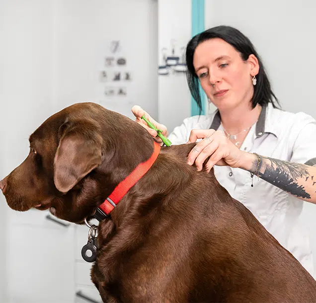 PetBase huisdier registreren - dierenkliniek