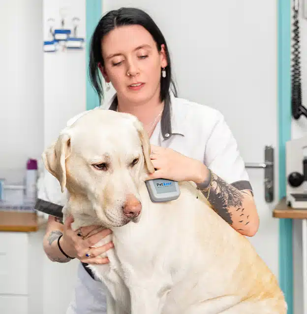 Hond wordt uitgelezen met een PetBase chipreader op toonbank in dierenartsenpraktijk