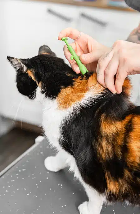 PetBase branded animal ID chips voor huisdieren - kat - hond, terugvindbaarheid.