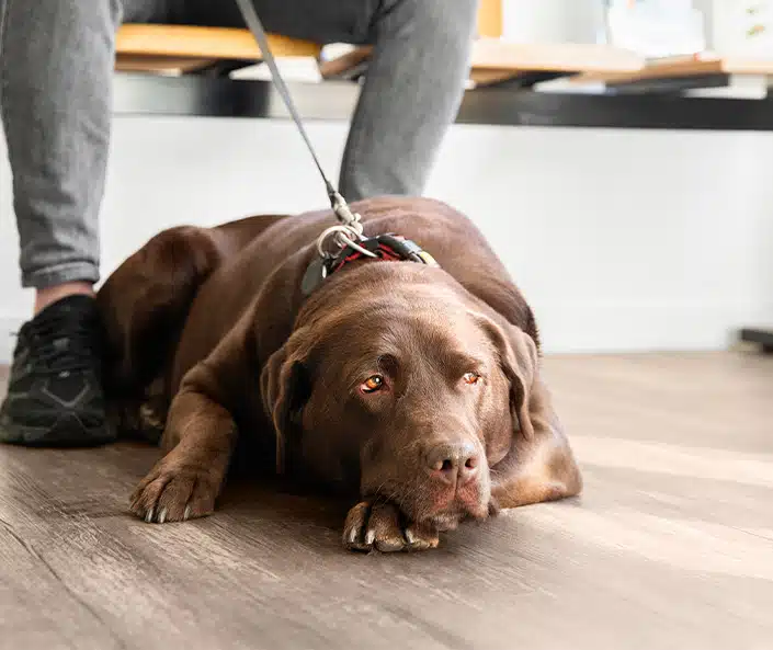 Hond chippen, hond vermist