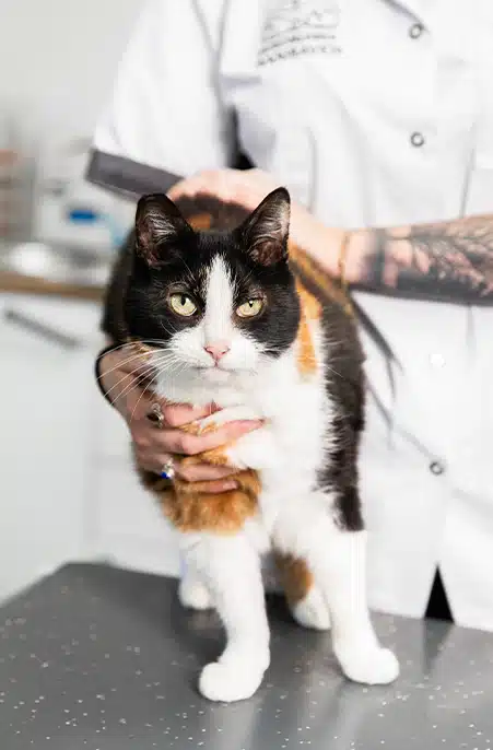 Huisdier vermist, PetBase databank voor dieren