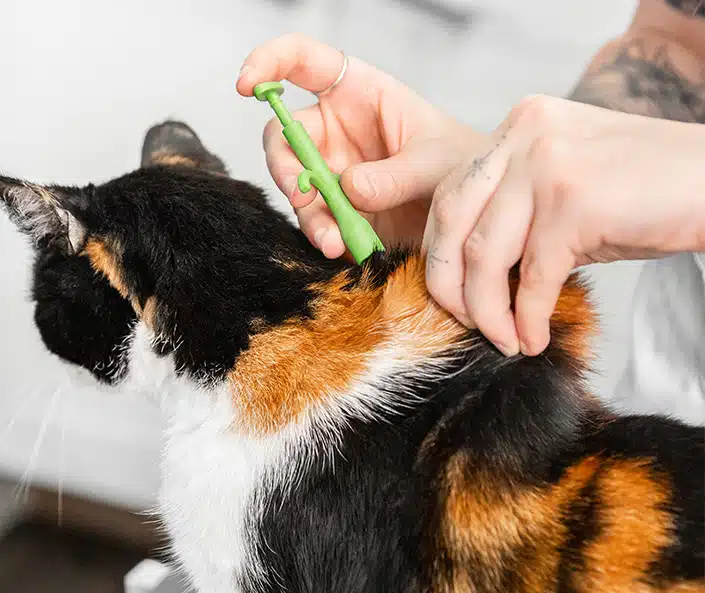 kat wordt gechipt tijdens chipmaand juni bij dierenarts