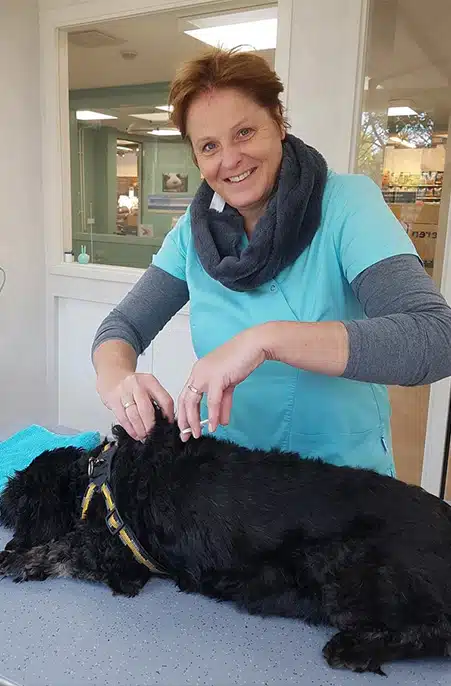 Hond wordt gechipt door dierenarts in Houten tijdens chipmaand juni