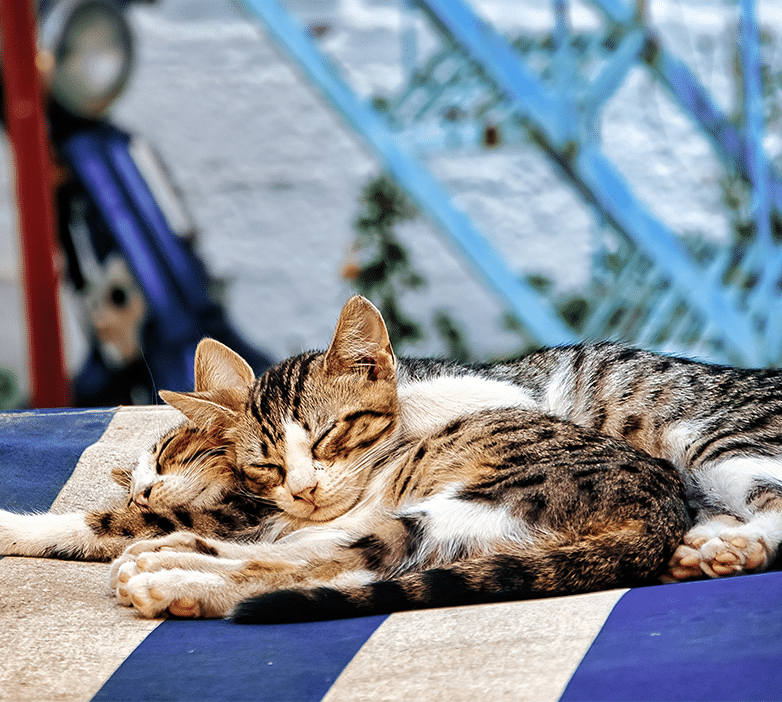 Twee katten liggen samen te slapen op een warme plek in de zon.